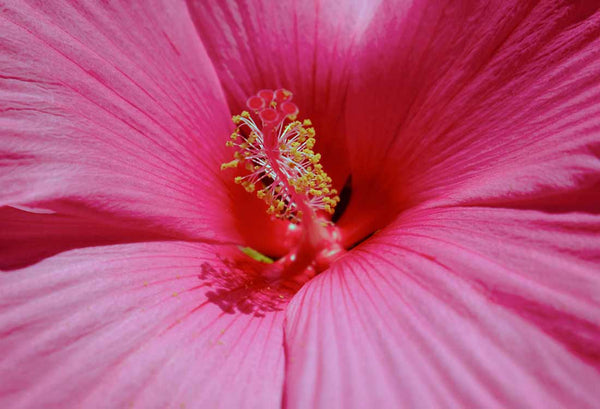 Naturkosmetik | Hibiscus 🌸 Dohanetz Cosmetic